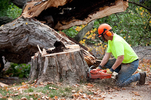 Residential Tree Removal in Wenonah, NJ